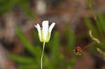 Appalachian stitchwort